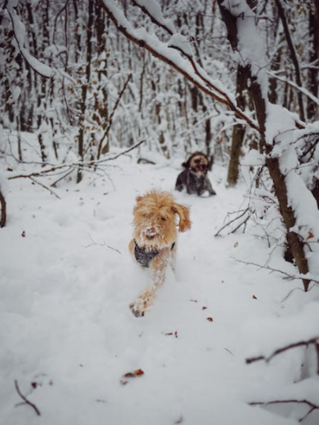 10 Ways to Keep Your Pets Safe this Winter